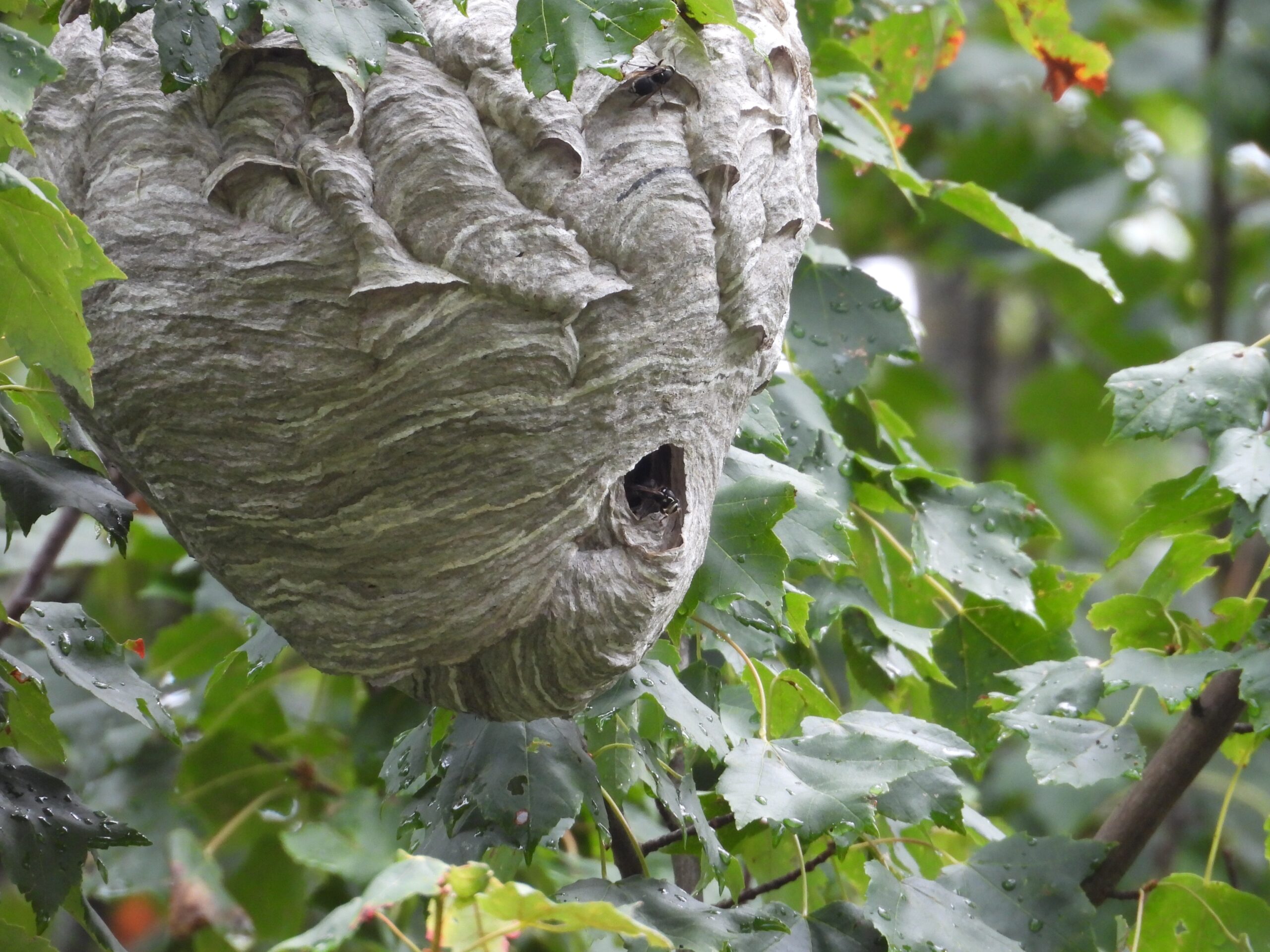Kaal-geconfronteerd Hornet Nest Hive in een boom